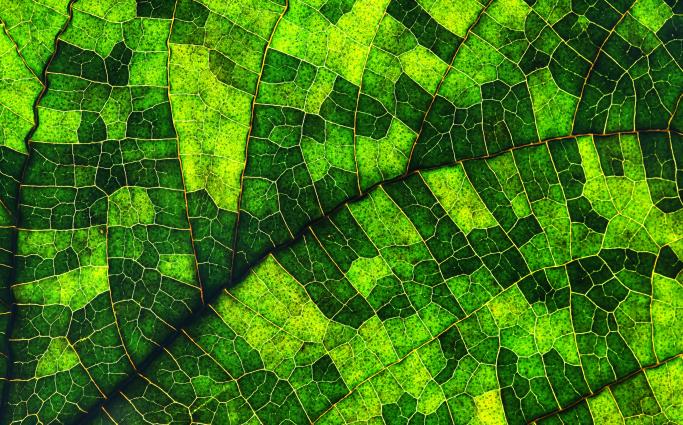 Green Field