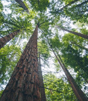 Tall trees looking up