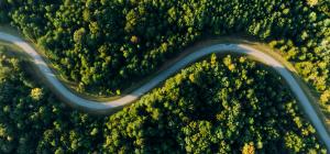 Winding path through trees